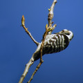 Ime datoteke=Mali_detel_Lesser_spotted_woodpecker_02.jpg
Velikost datoteke=171KB
Dimenzija=700x700
Datum objave=07.02.2008 Mali_detel_Lesser_spotted_woodpecker_02.jpg