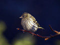 Ime datoteke=Cizek_Siskin_Carduelis_spinus__05.jpg
Velikost datoteke=138KB
Dimenzija=800x600
Datum objave=11.02.2008 Cizek_Siskin_Carduelis_spinus__05.jpg