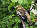 Ime datoteke=Dlesk_Hawfinch_06.jpg
Velikost datoteke=182KB
Dimenzija=802x602
Datum objave=11.02.2008 Dlesk_Hawfinch_06.jpg
