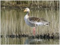 Ime datoteke=Siva_gos_Greylang_goose_09.jpg
Velikost datoteke=260KB
Dimenzija=800x609
Datum objave=11.02.2008 Siva_gos_Greylang_goose_09.jpg