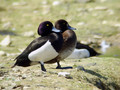 Ime datoteke=Copasta_crnica_Tufted_duck_Aythya_fuligula_03.jpg
Velikost datoteke=175KB
Dimenzija=800x600
Datum objave=16.02.2008 Copasta_crnica_Tufted_duck_Aythya_fuligula_03.jpg