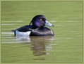 Ime datoteke=Copasta_crnica_Tufted_duck_Aythya_fuligula_04.jpg
Velikost datoteke=128KB
Dimenzija=826x630
Datum objave=16.02.2008 Copasta_crnica_Tufted_duck_Aythya_fuligula_04.jpg