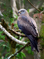 Ime datoteke=Crni_skarnik_Black_kite_Milvus_migrans_01.jpg
Velikost datoteke=165KB
Dimenzija=600x800
Datum objave=16.02.2008 Crni_skarnik_Black_kite_Milvus_migrans_01.jpg