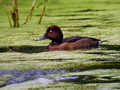 Ime datoteke=Kostanjevka_Ferruginous_Duck_Aythya_ferina_03.jpg
Velikost datoteke=177KB
Dimenzija=800x600
Datum objave=16.02.2008 Kostanjevka_Ferruginous_Duck_Aythya_ferina_03.jpg
