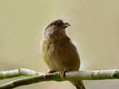Ime datoteke=Mali_krivokljun_Crossbill_Loxia_curvirostra_03.jpg
Velikost datoteke=205KB
Dimenzija=850x637
Datum objave=16.02.2008 Mali_krivokljun_Crossbill_Loxia_curvirostra_03.jpg