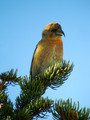 Ime datoteke=Mali_krivokljun_Crossbill_Loxia_curvirostra_04.jpg
Velikost datoteke=166KB
Dimenzija=600x800
Datum objave=16.02.2008 Mali_krivokljun_Crossbill_Loxia_curvirostra_04.jpg
