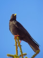 Ime datoteke=Planinska_kavka_Alpine_chough_Pyrrhocorax_graculus_02.jpg
Velikost datoteke=175KB
Dimenzija=600x800
Datum objave=16.02.2008 Planinska_kavka_Alpine_chough_Pyrrhocorax_graculus_02.jpg