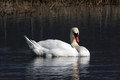Ime datoteke=Labod_grbec_Mute_swan_Cygnus_olor_06.jpg
Velikost datoteke=175KB
Dimenzija=850x567
Datum objave=01.03.2008 Labod_grbec_Mute_swan_Cygnus_olor_06.jpg