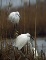 Ime datoteke=Mala_bela_caplja_Egretta_garzetta_10.jpg
Velikost datoteke=145KB
Dimenzija=600x796
Datum objave=01.03.2008 Mala_bela_caplja_Egretta_garzetta_10.jpg