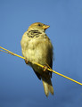Poljski_vrabec_Tree_sparrow_09.jpg