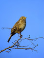 Veliki_strnad_Corn_bunting_05.jpg