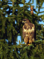 Ime datoteke=Kanja_Common_buzzard_Buteo_buteo_06.jpg
Velikost datoteke=332KB
Dimenzija=600x800
Datum objave=07.03.2008 Kanja_Common_buzzard_Buteo_buteo_06.jpg