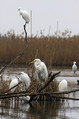 Velika_bela_caplja_Great_white_egret_10.jpg