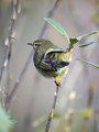 Ime datoteke=Vrbja_listnica_Chiffchaff_14.jpg
Velikost datoteke=167KB
Dimenzija=600x800
Datum objave=07.03.2008 Vrbja_listnica_Chiffchaff_14.jpg