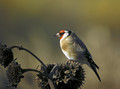 Liscek_Goldfinch_06.jpg