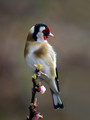Liscek_Goldfinch_08.jpg