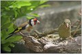Liscek_Goldfinch_09.jpg