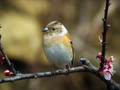 Ime datoteke=Pinoza_Brambling_07.jpg
Velikost datoteke=185KB
Dimenzija=800x600
Datum objave=15.03.2008 Pinoza_Brambling_07.jpg