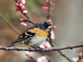 Ime datoteke=Pinoza_Brambling_08.jpg
Velikost datoteke=160KB
Dimenzija=800x600
Datum objave=15.03.2008 Pinoza_Brambling_08.jpg