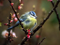 Plavcek_Blue_tit_08.jpg