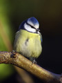 Plavcek_Blue_tit_10.jpg