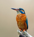 Vodomec_Kingfisher_13.jpg