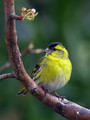 Ime datoteke=Cizek_Siskin_Carduelis_spinus__09.jpg
Velikost datoteke=186KB
Dimenzija=600x800
Datum objave=04.04.2008 Cizek_Siskin_Carduelis_spinus__09.jpg