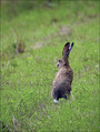 Ime datoteke=Kunec_Rabbit_07.jpg
Velikost datoteke=256KB
Dimenzija=602x798
Datum objave=04.04.2008 Kunec_Rabbit_07.jpg