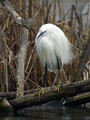 Ime datoteke=Mala_bela_caplja_Egretta_garzetta_15.jpg
Velikost datoteke=175KB
Dimenzija=600x800
Datum objave=04.04.2008 Mala_bela_caplja_Egretta_garzetta_15.jpg