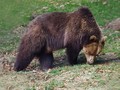 Ime datoteke=Medved_Bear_04.jpg
Velikost datoteke=195KB
Dimenzija=800x600
Datum objave=04.04.2008 Medved_Bear_04.jpg