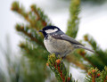 Meniscek_Coal_tit_04.jpg
