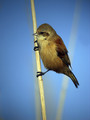 Ime datoteke=Plasica_Penduline_tit_05.jpg
Velikost datoteke=176KB
Dimenzija=600x800
Datum objave=04.04.2008 Plasica_Penduline_tit_05.jpg