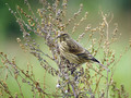 Repnik_Linnet_05.jpg