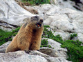 Ime datoteke=Svizec_Marmot_04.jpg
Velikost datoteke=200KB
Dimenzija=800x600
Datum objave=04.04.2008 Svizec_Marmot_04.jpg
