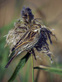Ime datoteke=Trstni_strnad_Reed_bunting_10.jpg
Velikost datoteke=187KB
Dimenzija=600x800
Datum objave=04.04.2008 Trstni_strnad_Reed_bunting_10.jpg