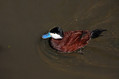 Ime datoteke=Belolicna_trdorepka_Ruddy_duck_Oxyura_jamaicensis_Anatidae_01.jpg
Velikost datoteke=111KB
Dimenzija=800x533
Datum objave=15.04.2008 Belolicna_trdorepka_Ruddy_duck_Oxyura_jamaicensis_Anatidae_01.jpg