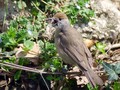 Ime datoteke=Crnoglavka_Blackcap_03.jpg
Velikost datoteke=166KB
Dimenzija=800x600
Datum objave=15.04.2008 Crnoglavka_Blackcap_03.jpg
