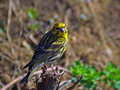Grilcek_Serin_05.jpg