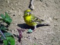 Grilcek_Serin_06.jpg