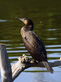 Ime datoteke=Veliki_kormoran_Cormorant_125.jpg
Velikost datoteke=149KB
Dimenzija=600x800
Datum objave=15.04.2008 Veliki_kormoran_Cormorant_125.jpg