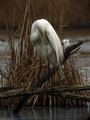 Velika_bela_caplja_Great_white_egret_11.jpg