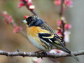 Pinoza_Brambling_10.jpg