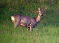 Ime datoteke=Srna_Roe_deer_04.jpg
Velikost datoteke=194KB
Dimenzija=800x586
Datum objave=22.04.2008 Srna_Roe_deer_04.jpg