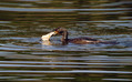 Ime datoteke=Veliki_kormoran_Cormorant_09.jpg
Velikost datoteke=156KB
Dimenzija=800x499
Datum objave=22.04.2008 Veliki_kormoran_Cormorant_09.jpg