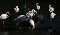 Veliki_plamenec_Greater_flamingo_04.jpg