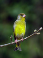 Zelenec_Greenfinch_17.jpg