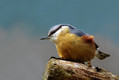 Ime datoteke=Brglez_Nuthatch_05.jpg
Velikost datoteke=147KB
Dimenzija=800x538
Datum objave=25.04.2008 Brglez_Nuthatch_05.jpg