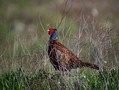 Ime datoteke=Fazan_Pheasant_04.jpg
Velikost datoteke=171KB
Dimenzija=800x606
Datum objave=25.04.2008 Fazan_Pheasant_04.jpg