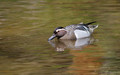 Ime datoteke=Reglja_Garganey_05.jpg
Velikost datoteke=142KB
Dimenzija=800x500
Datum objave=25.04.2008 Reglja_Garganey_05.jpg