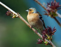 Ime datoteke=Scinkavec_Chaffinch_11.jpg
Velikost datoteke=122KB
Dimenzija=800x628
Datum objave=25.04.2008 Scinkavec_Chaffinch_11.jpg